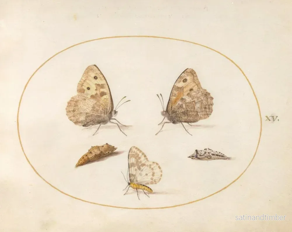 Reproduktion av målningen Planche 15: Papillon Grayling, Papillon Magpie och två puppor - Joris Hoefnagel - Bild 2