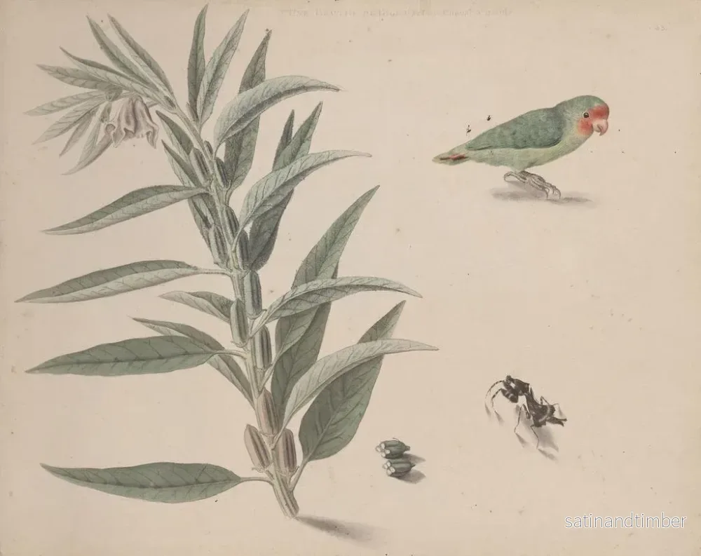 Reproduktion av målningen Histoire naturelle de Saint-Domingue Pl164 - René de Rabi - Bild 2