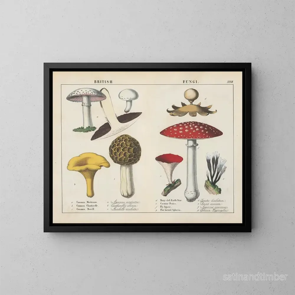 Reproduktion av målningen Fungi britanniques – Charlotte Mary Yonge Reproduktion av målningen Fungi britanniques – Charlotte Mary Yonge