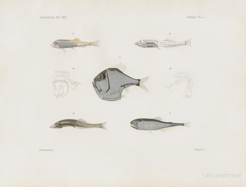 Reproduktion av målningen Mémoires du Muséum de zoologie comparée de Harvard College Pl93 - Musée de Zoologie Comparée de l'Université Harvard - Bild 2
