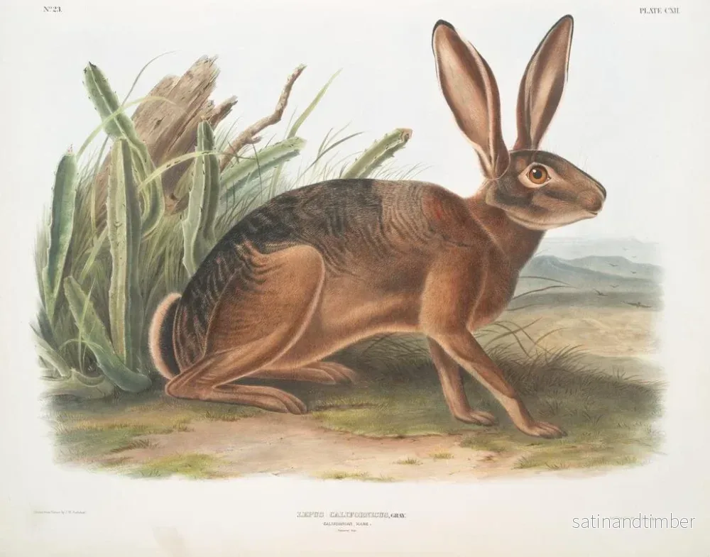 Reproduktion av målningen av Californisk kanin i naturlig storlek - John Woodhouse Audubon - Bild 2