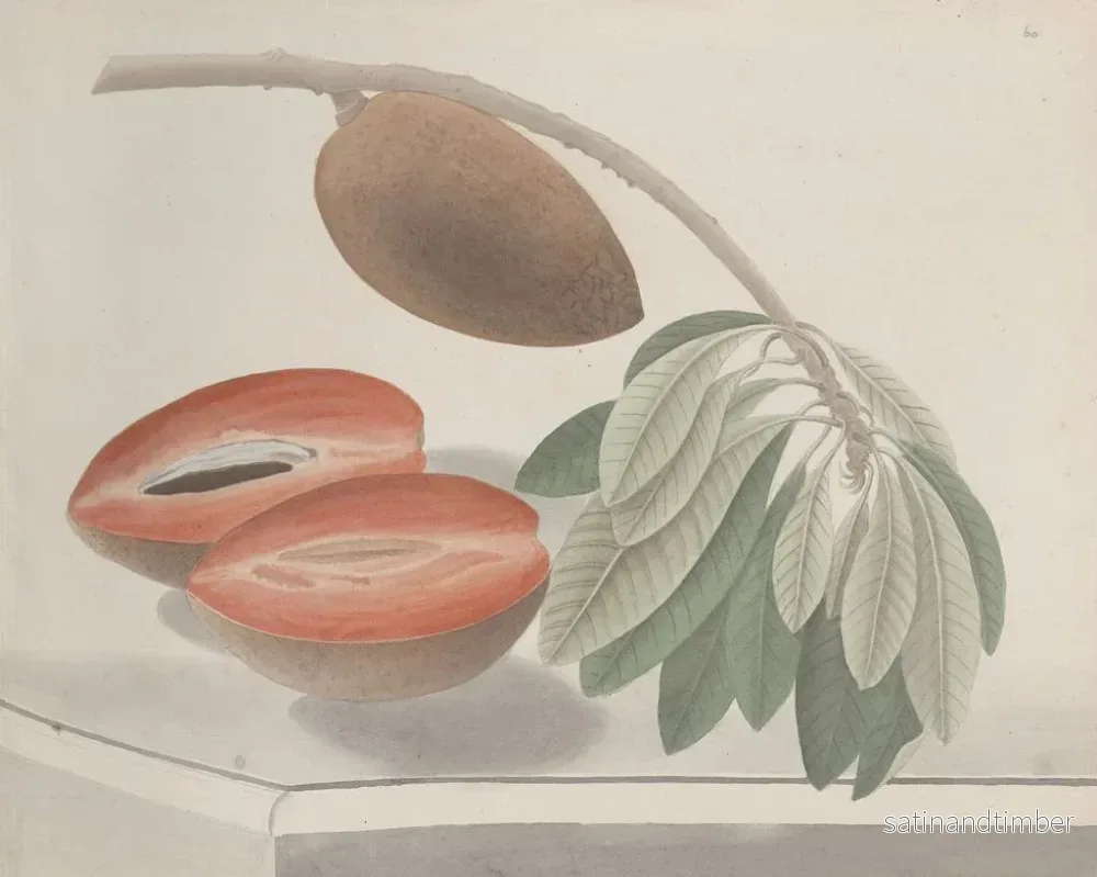 Reproduktion av målningen Histoire naturelle de Saint-Domingue Pl191 - René de Rabi - Bild 2