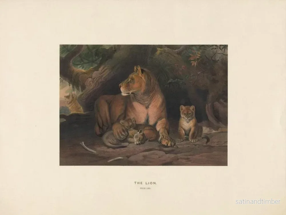 Reproduktion av målningen Le Lion - Joseph Wolf - Bild 2
