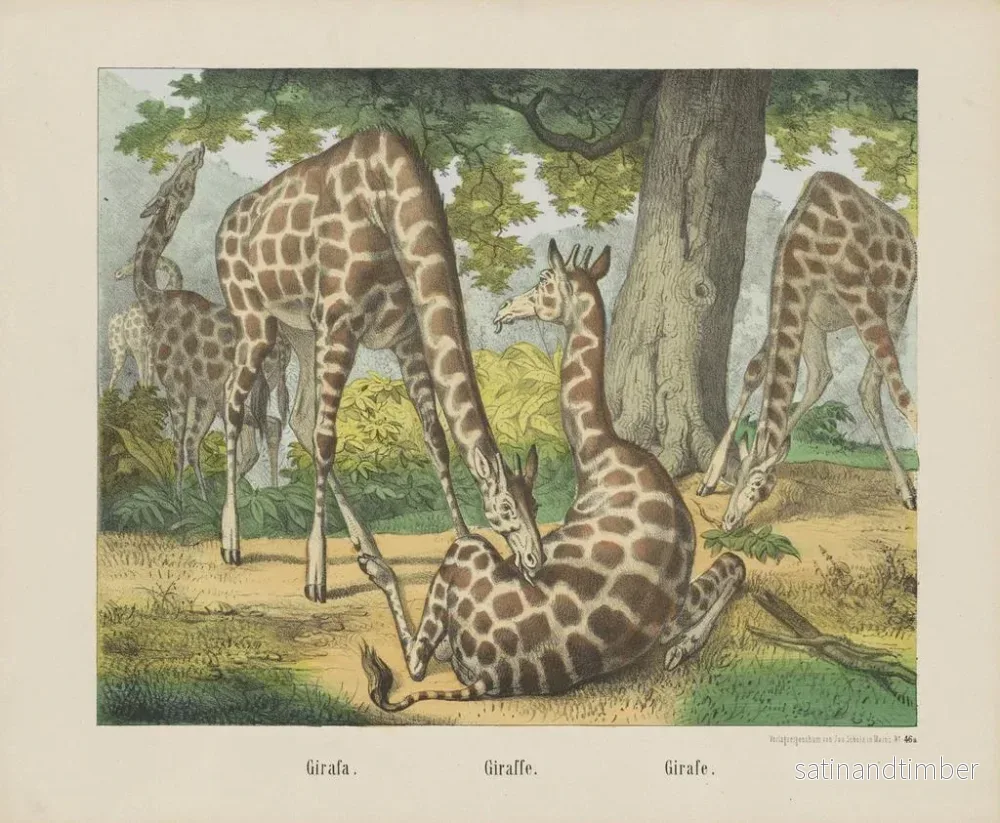 Reproduktion av målningen Giraff - Joseph Scholz - Bild 2