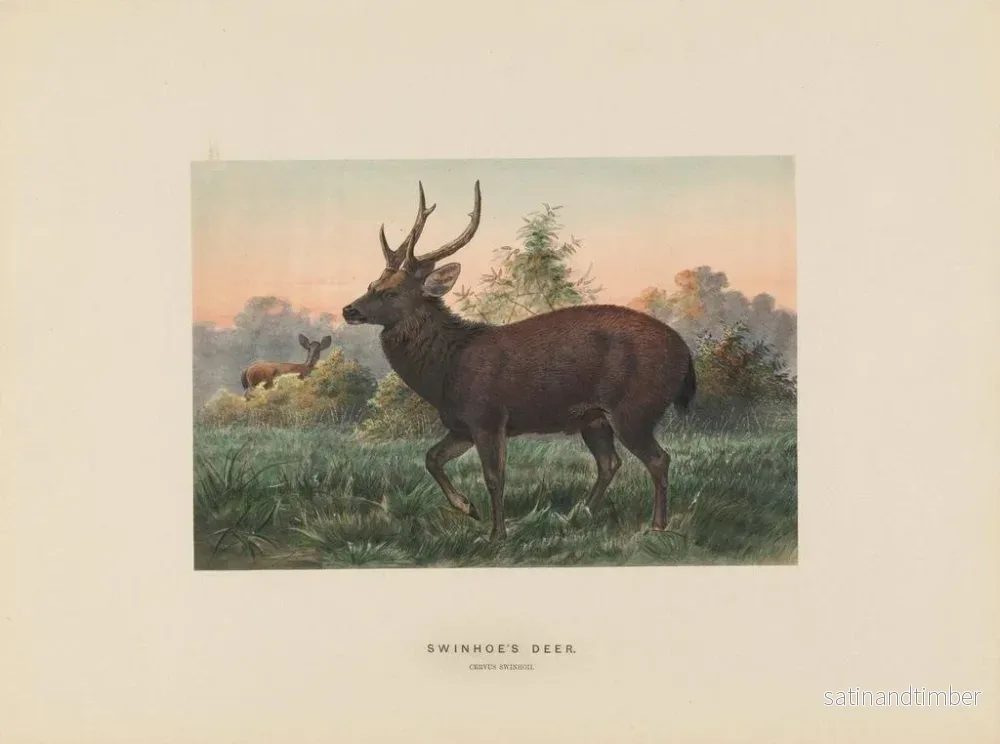 Reproduktion av målningen av Swinhoe-älgen - Joseph Wolf - Bild 2