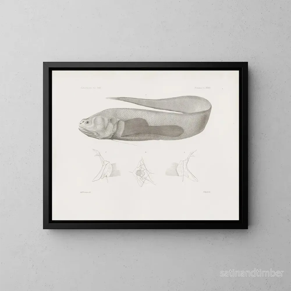 Reproduktion av målningen Mémoires du Muséum de zoologie comparée de Harvard College Pl35 – Musée de Zoologie Comparée de l’Université Harvard Reproduktion av målningen Mémoires du Muséum de zoologie comparée de Harvard College Pl35 – Musée de Zoologie Comparée de l’Université Harvard