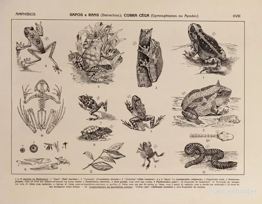 Reproduktion av målningen Atlas de la faune du Brésil Pl18 - Rodolpho von Ihering - Bild 2