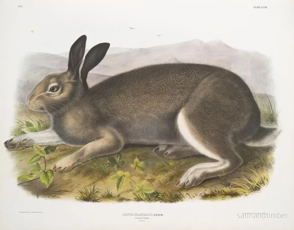Reproduktion av målningen Lièvre polaire storlek naturlig - John Woodhouse Audubon - Bild 2