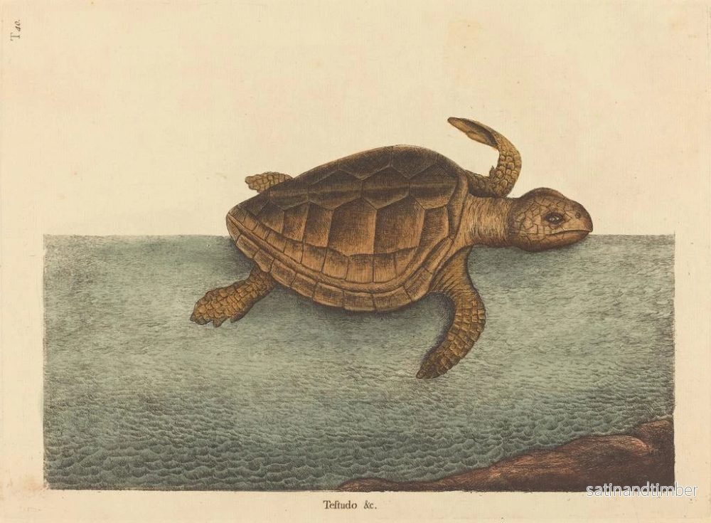 Reproduktion av målningen La tortue caouanne Testudo cavanna - Mark Catesby - Bild 2