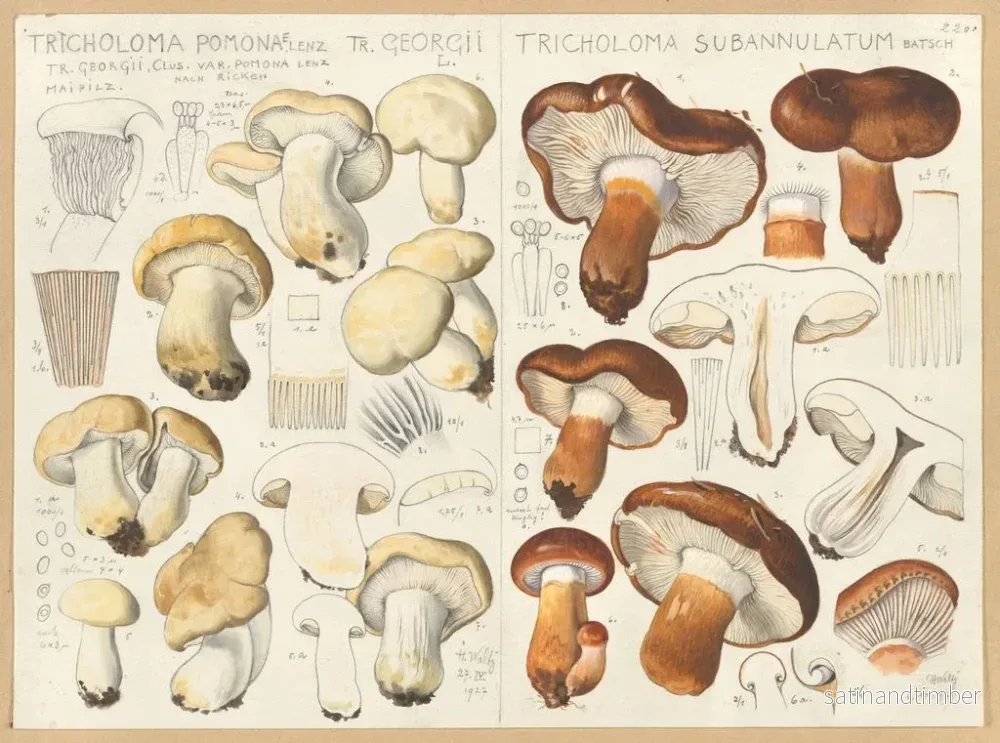 Reproduktion av målningen Tricholome de Pomone Tricholome subannulé - Hans Baldung - Bild 2