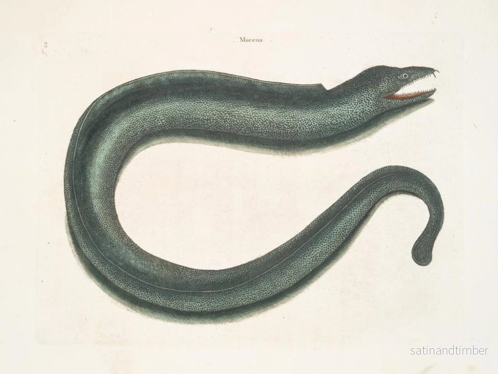 Reproduktion av målningen Murna maculata Le Muray - Mark Catesby - Bild 2