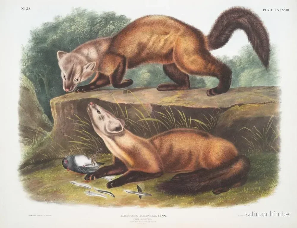 Reproduktion av målningen av tallmöss hanar och honor i vinterpäls i naturlig storlek - John Woodhouse Audubon - Bild 2