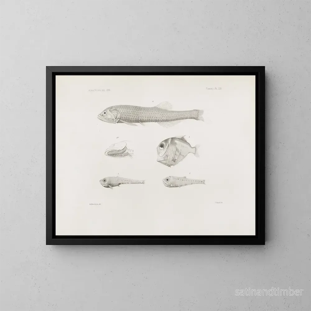Reproduktion av målningen Mémoires du Muséum de zoologie comparée de Harvard College Pl53 – Musée de Zoologie Comparée de l’Université Harvard Reproduktion av målningen Mémoires du Muséum de zoologie comparée de Harvard College Pl53 – Musée de Zoologie Comparée de l’Université Harvard