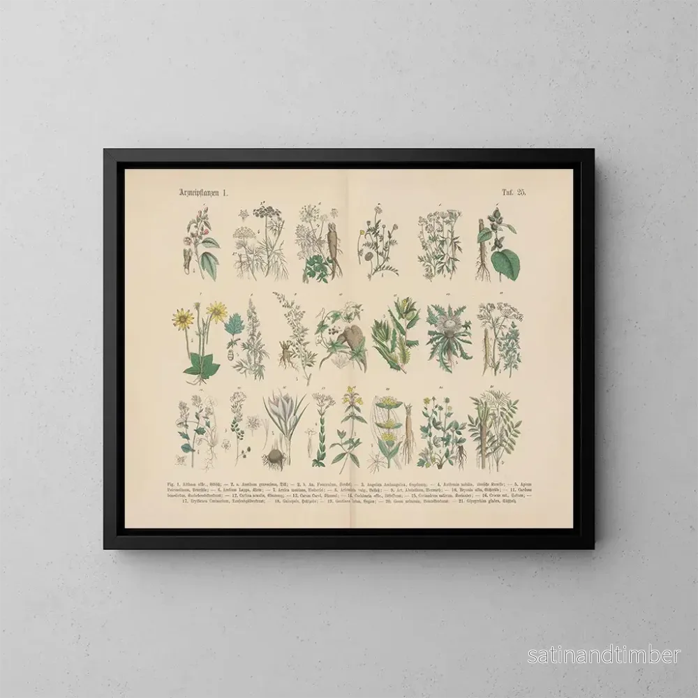 Reproduktion av målningen Manuel de botanique pratique en mots et en images Pl25 - Carl Hoffmann