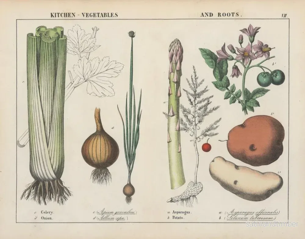 Reproduktion av målningen av köksgrönsaker och rotfrukter: selleri, lök, sparris, potatis - Charlotte Mary Yonge - Bild 2