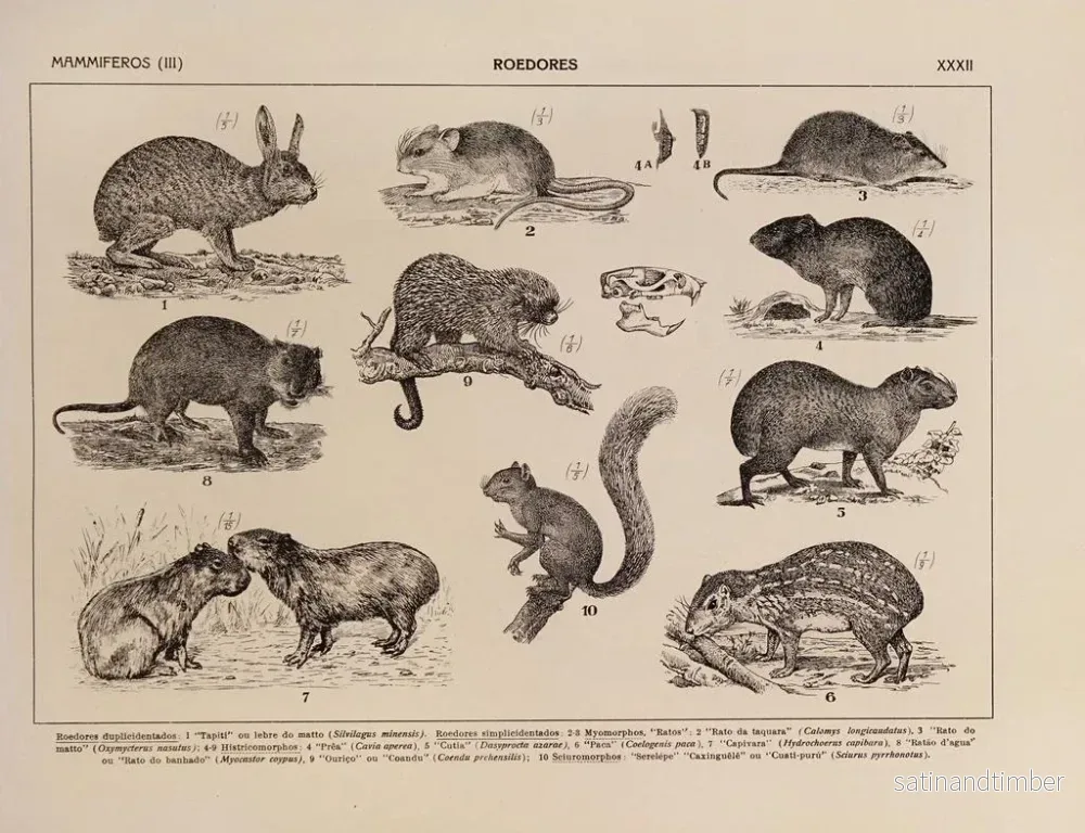 Reproduktion av målningen Atlas de la faune du Brésil Pl32 - Rodolpho von Ihering - Bild 2