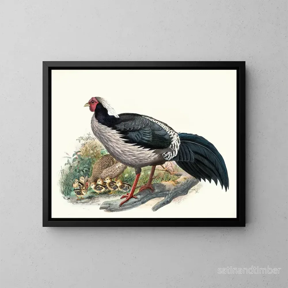Reproduktion av målningen Euplocomus albocristatus – Joseph Smit Reproduktion av målningen Euplocomus albocristatus – Joseph Smit