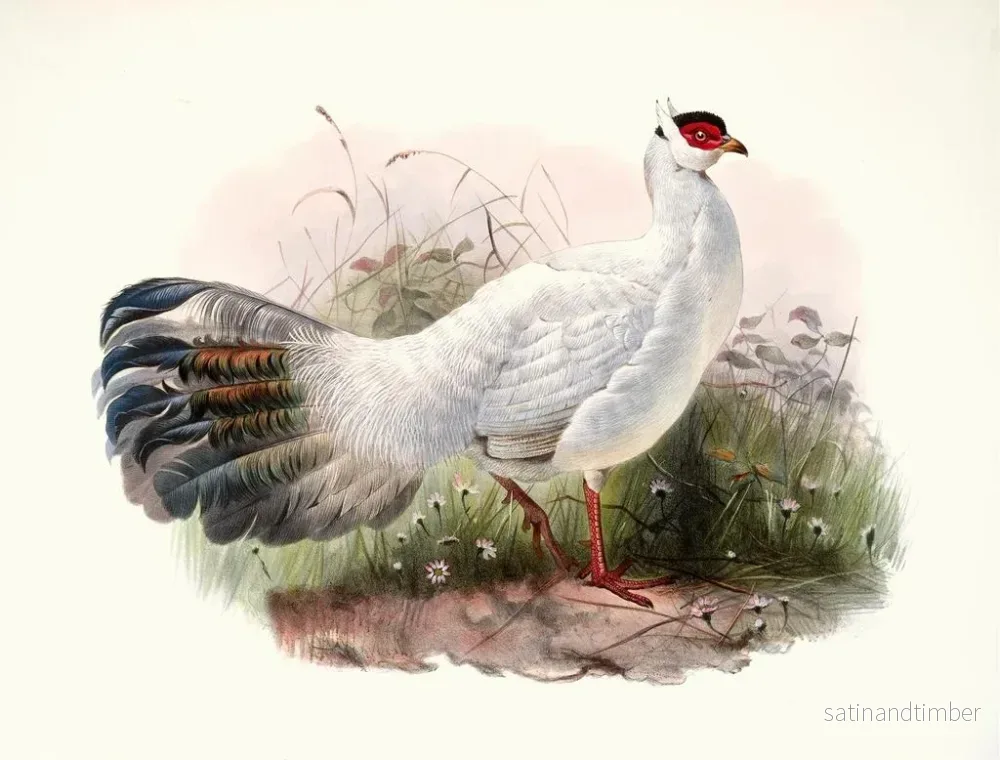 Reproduktion av målningen Crossoptilon Drouynii - Joseph Smit - Bild 2