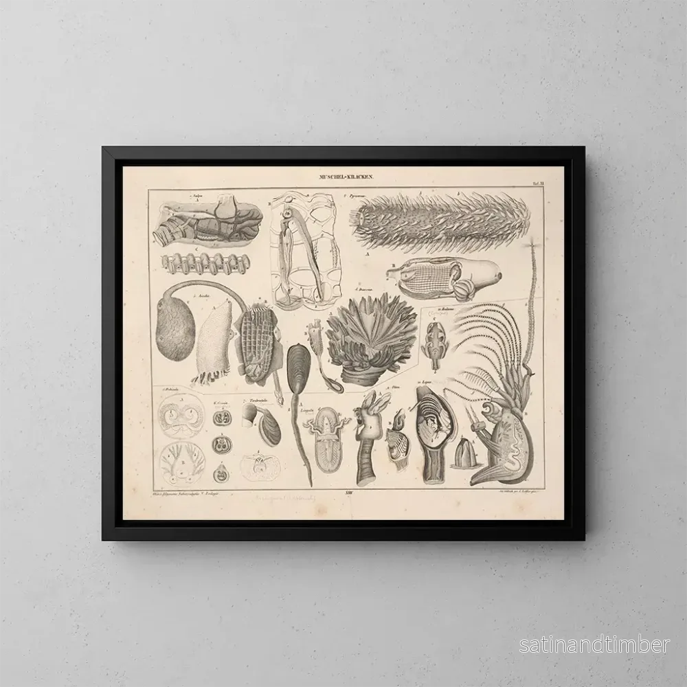 Reproduktion av målningen Illustrationer av den allmänna naturhistorien av Oken för alla tillstånd Pl070 - Lorenz Oken
