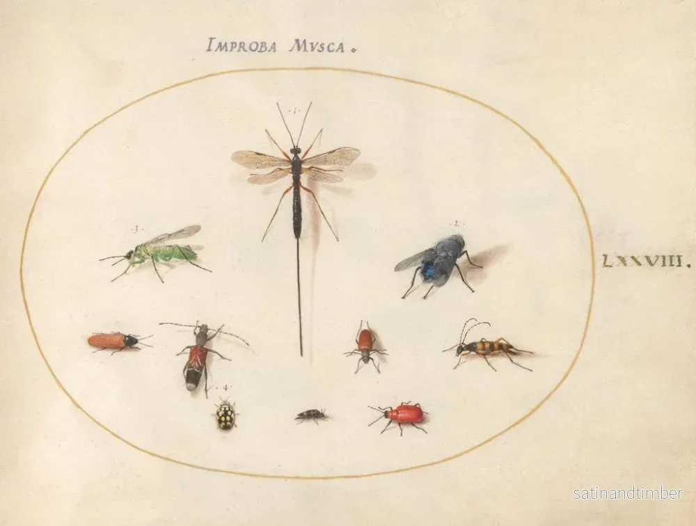 Reproduktion av målningen Planche 78 Dix insekter inklusive en blå fluga - Joris Hoefnagel - Bild 2
