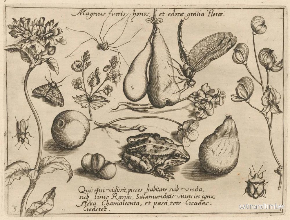 Reproduktion av målningen av arketyp och studier av fadern Georgius Hoefnagel Pl31 - Joris Hoefnagel - Bild 2