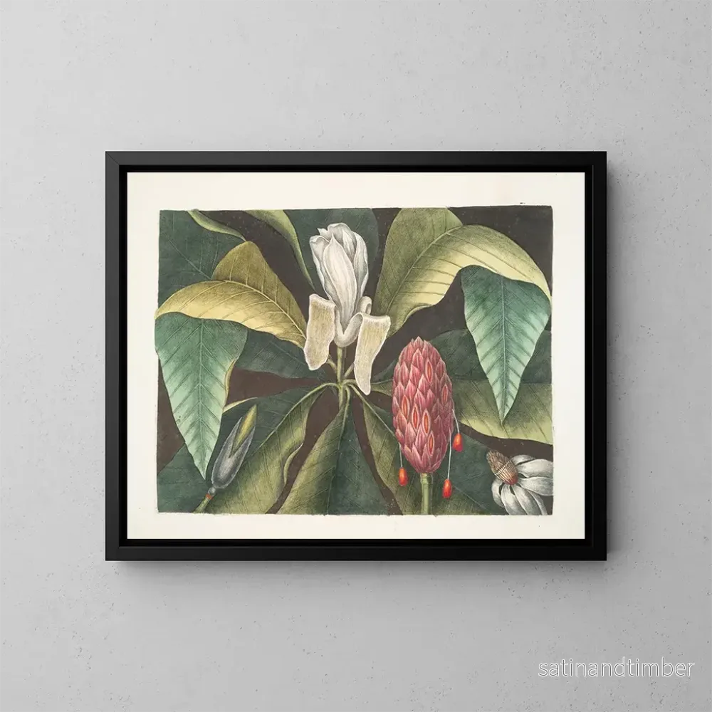 Reproduktion av målningen Magnolia, paraplyträdet - Mark Catesby