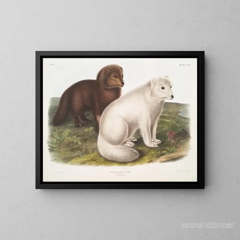 Reproduktion av målningen av Arctic Fox på vintern och sommaren - John Woodhouse Audubon