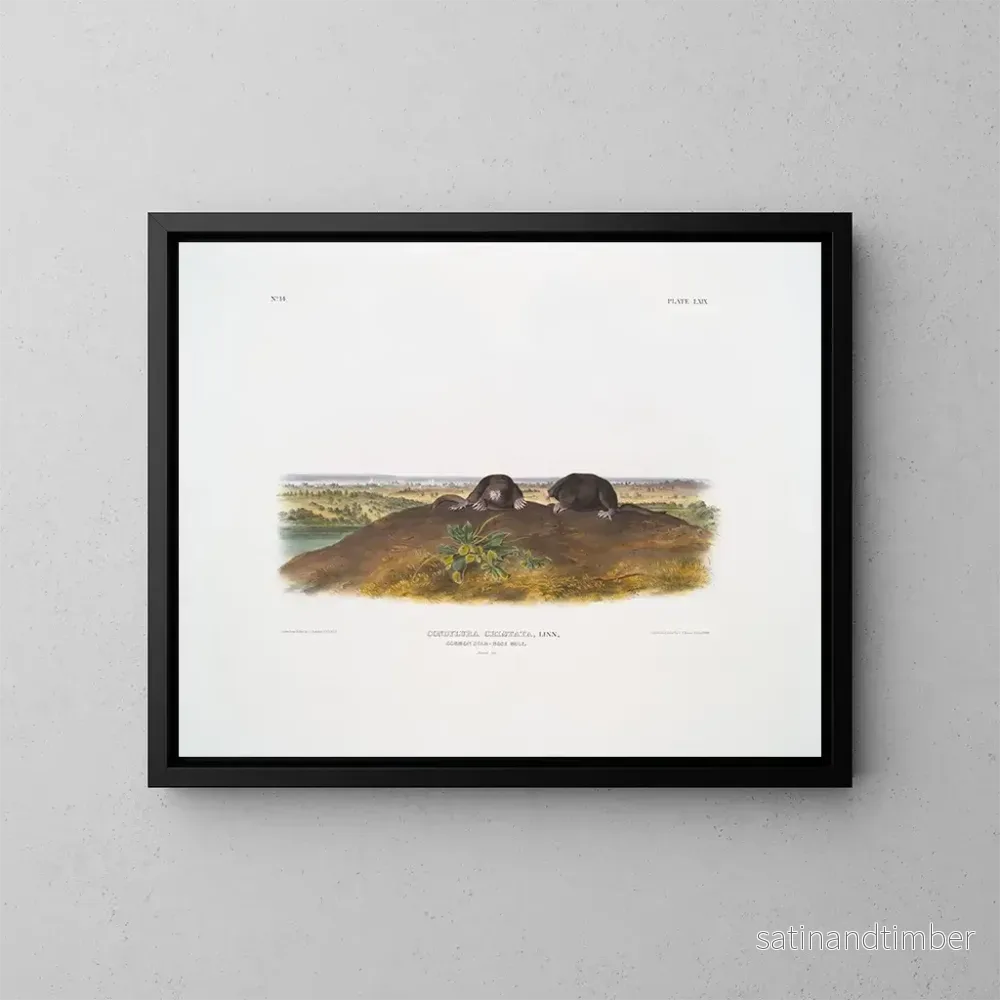 Reproduktion av målningen Condylure à nez étoilé i naturlig storlek - John Woodhouse Audubon