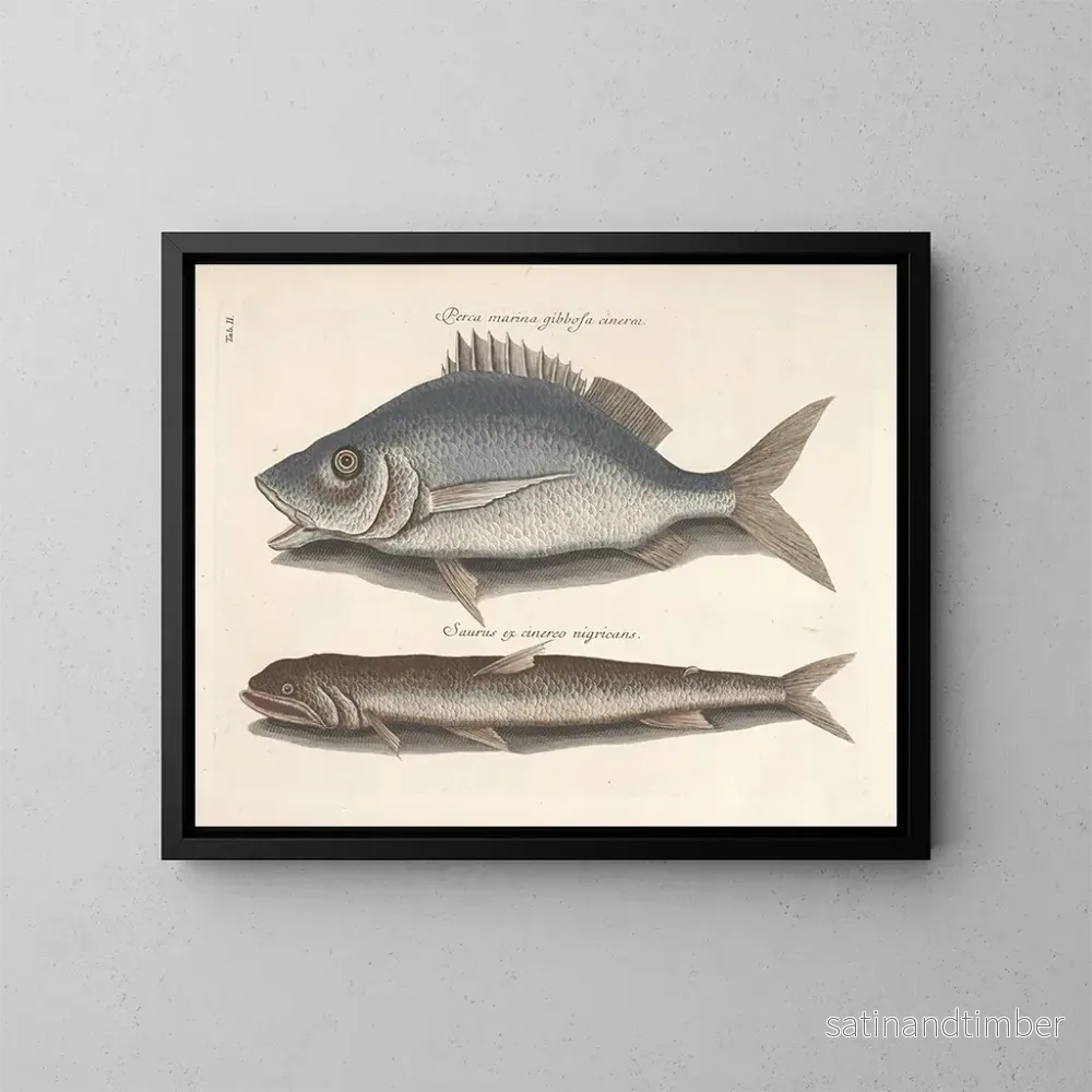 Reproduktion Bilder av fisk, ormar, insekter – Mark Catesby — plansch 002