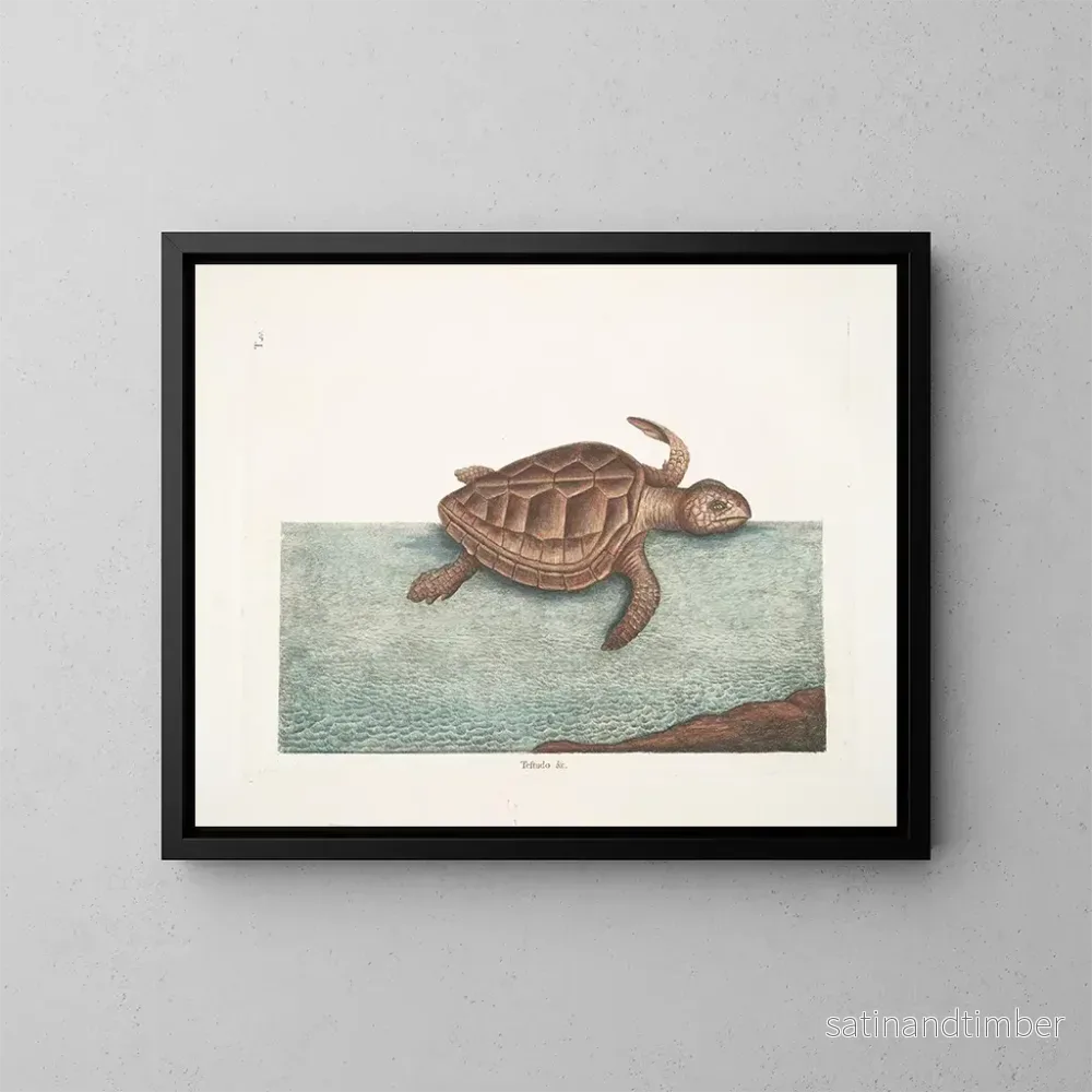 Reproduktion av målningen La tortue caouanne - Mark Catesby