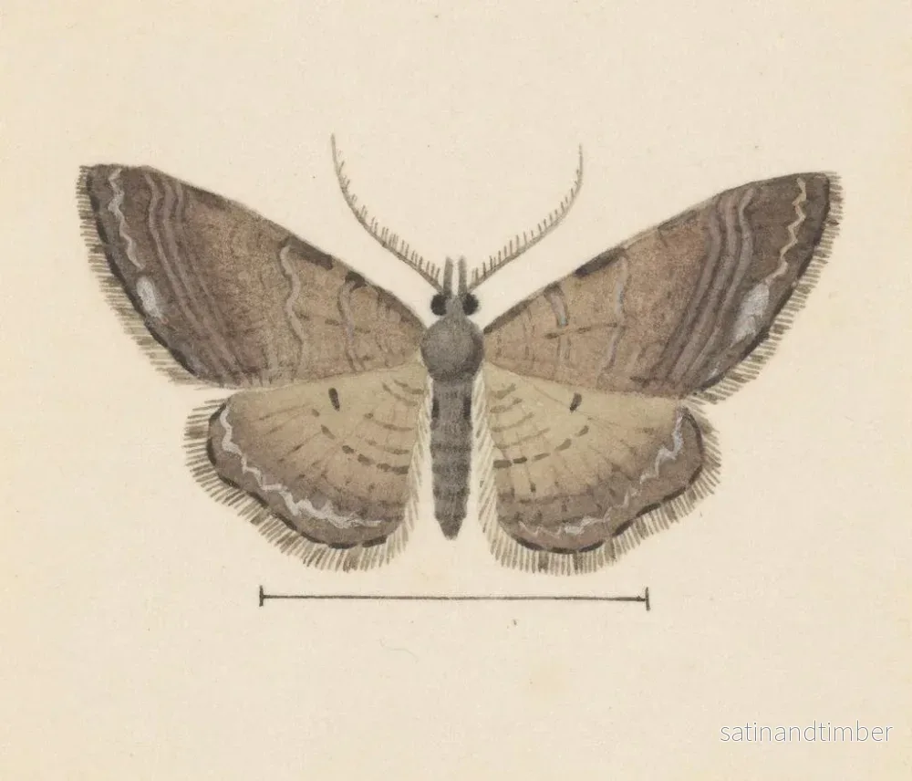 Reproduktion av målningen Aquarelle d'entomologie Pl102 - George Hudson - Bild 2