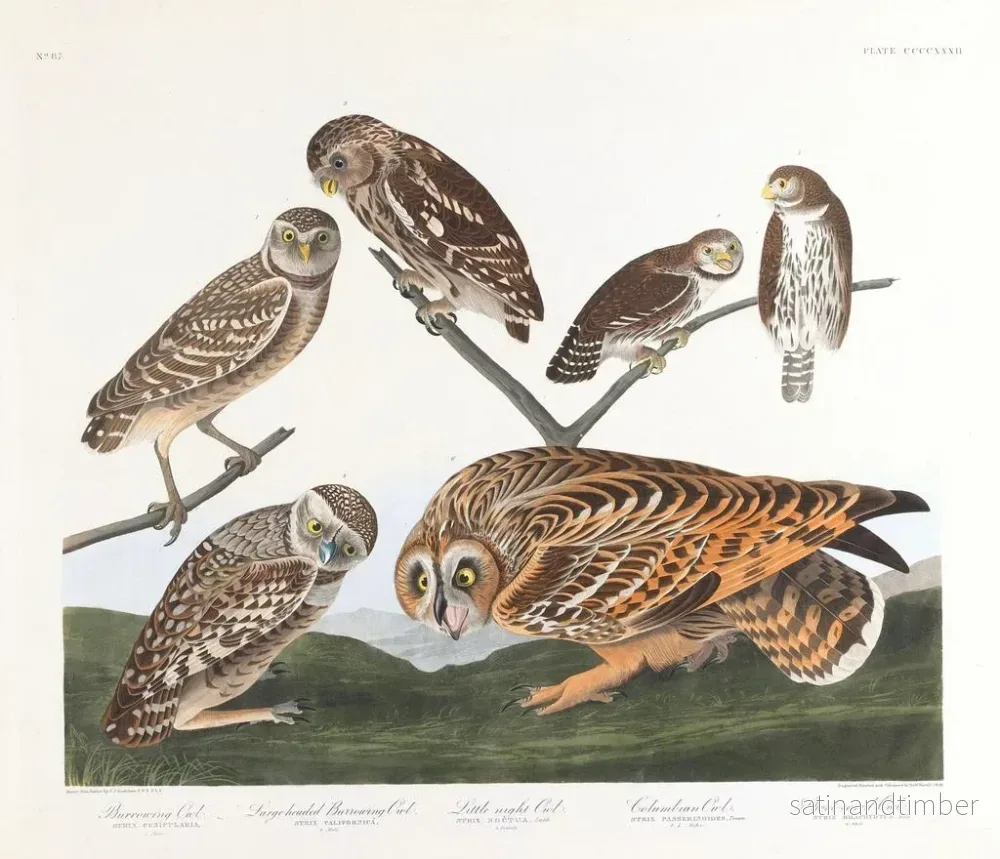 Reproduktion av målningen Hibou des terriers - John James Audubon - Bild 2