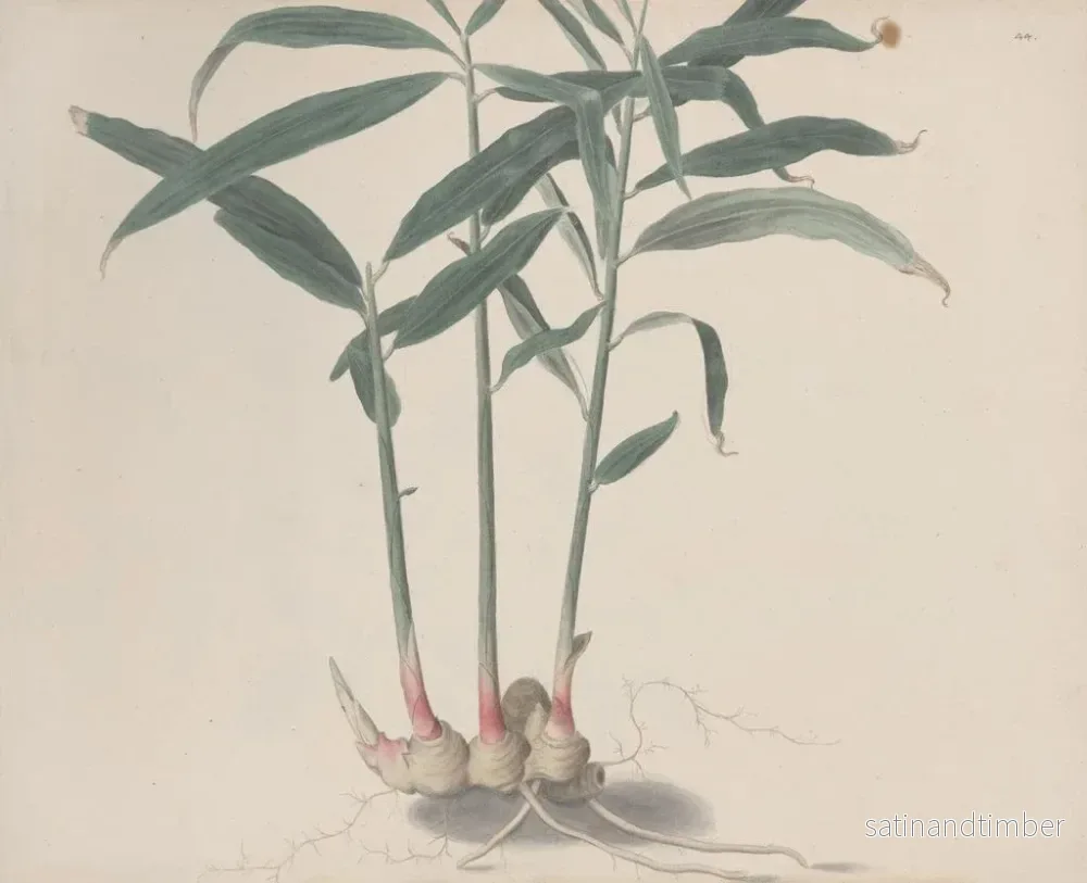 Reproduktion av målningen Histoire naturelle de Saint-Domingue Pl176 - René de Rabi - Bild 2