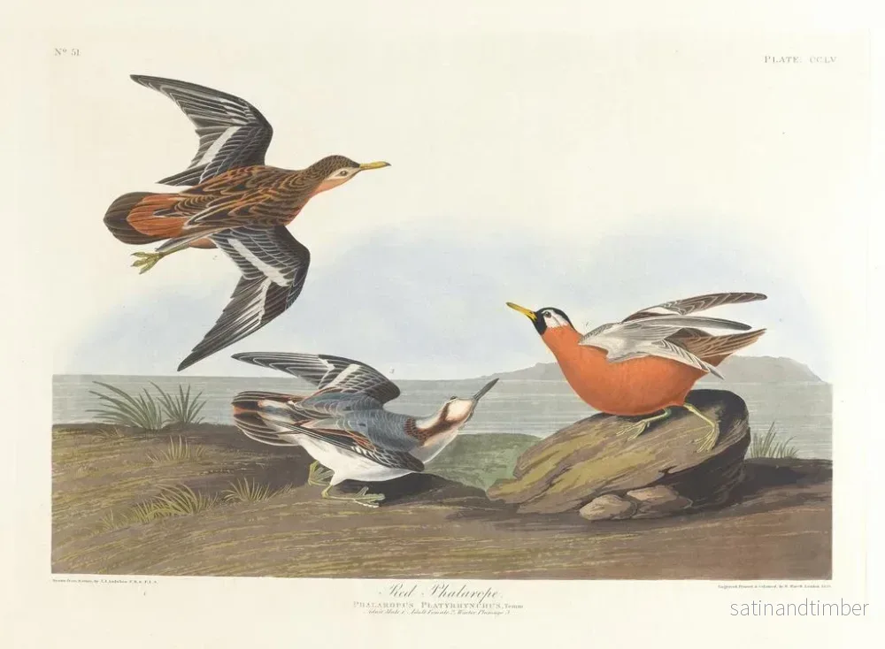 Reproduktion av målningen Phalarope à bec rouge - John James Audubon - Bild 2