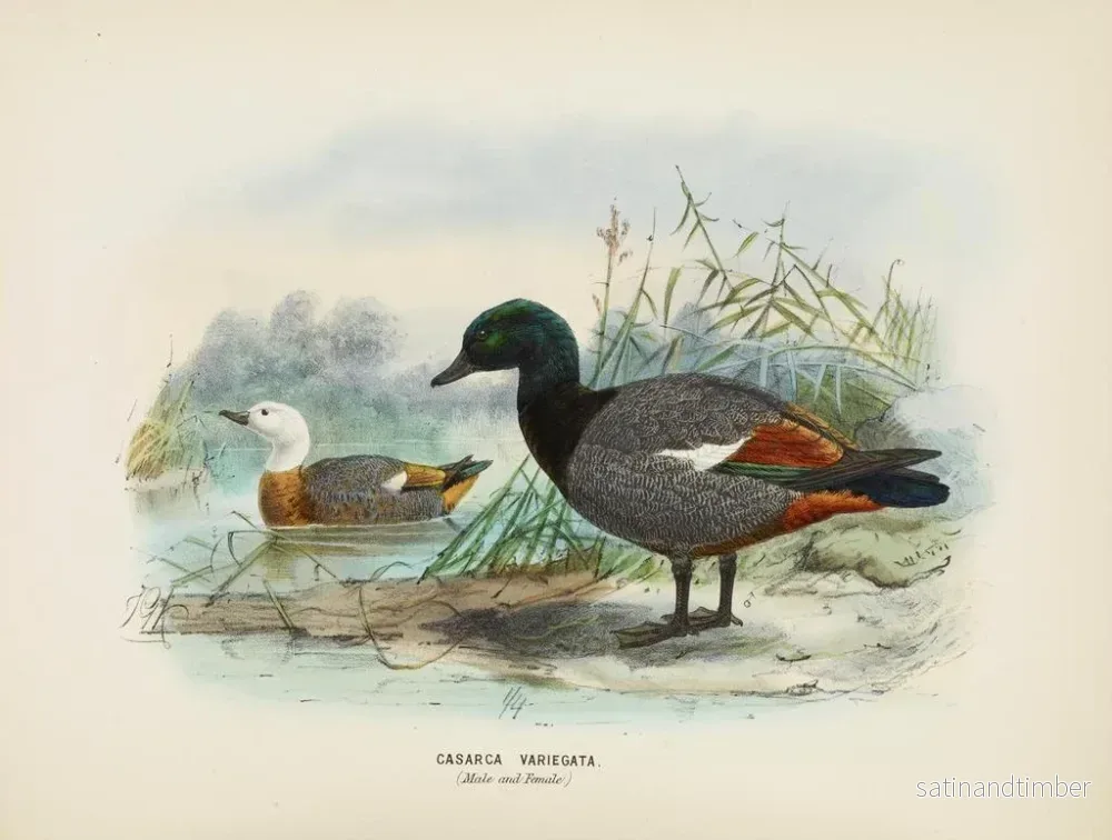 Reproduktion av målningen av Casarca variegata hane och hona - John Gerrard Keulemans - Bild 2