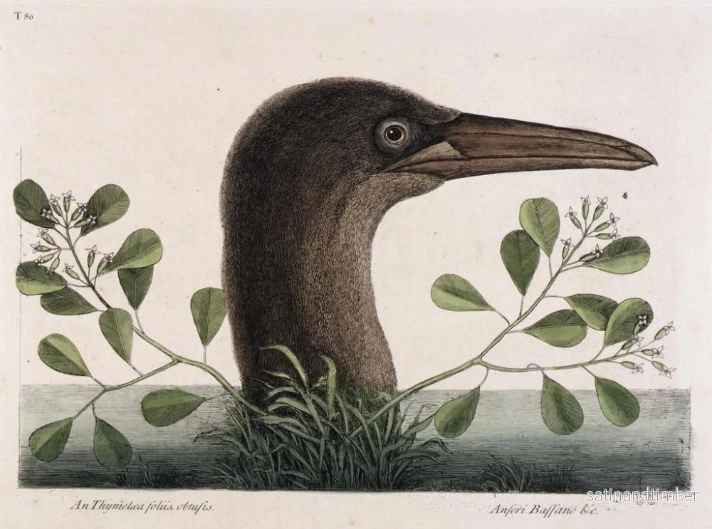 Reproduktion av målningen Le grand bouc à feuilles obtuses d'Anthémis Bassano - Mark Catesby - Bild 2