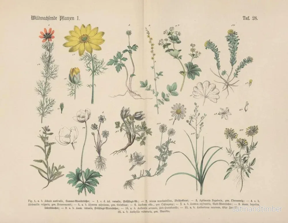 Reproduktion av målningen Manuel de botanique pratique en mots et en images Pl28 - Carl Hoffmann - Bild 2