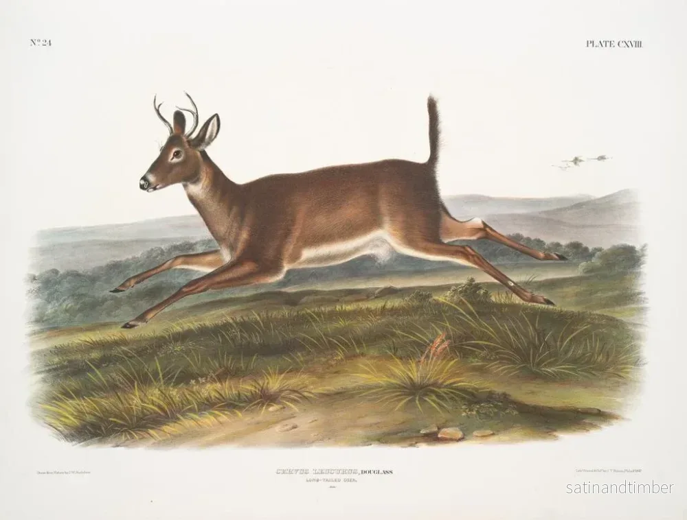 Reproduktion av målningen av långsvansad hjorthane - John Woodhouse Audubon - Bild 2