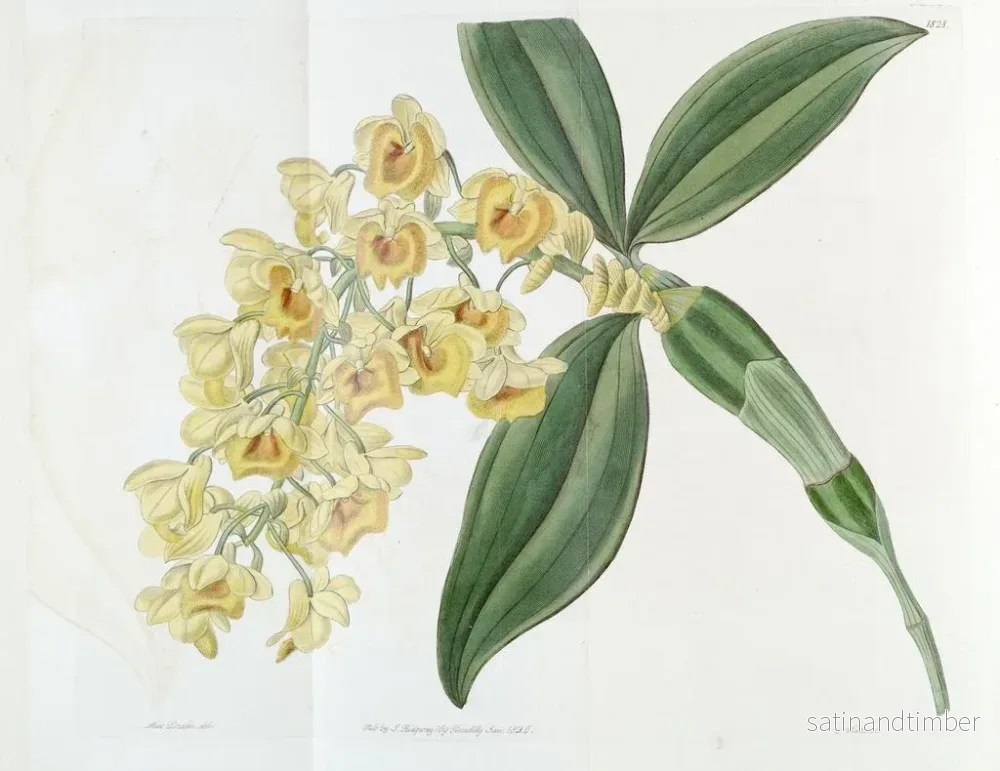 Reproduktion av målningen Dendrobium med täta blommor - Sydenham Edwards - Bild 2