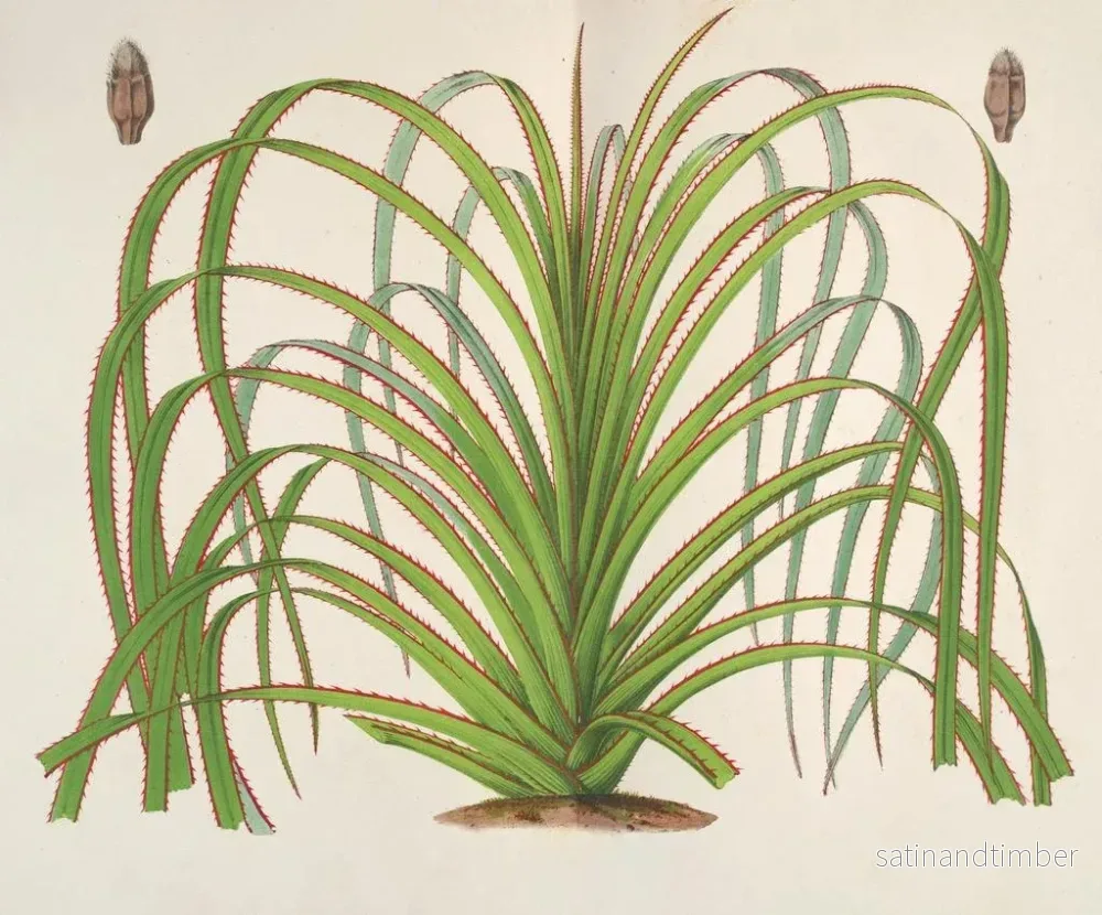 Reproduktion av målningen Pandanus mauritianus - Charles Antoine Lemaire - Bild 2