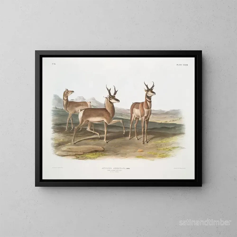 Reproduktion av målningen av amerikansk antilop, hane och hona - John Woodhouse Audubon