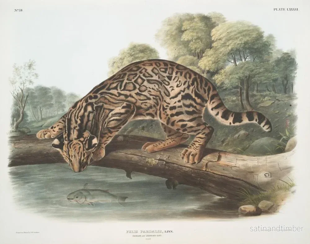 Reproduktion av målningen Ocelot eller hankatt leopard - John Woodhouse Audubon - Bild 2
