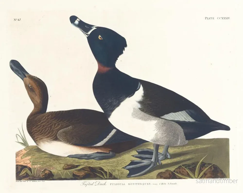 Reproduktion av målningen Fuligule milouin - John James Audubon - Bild 2