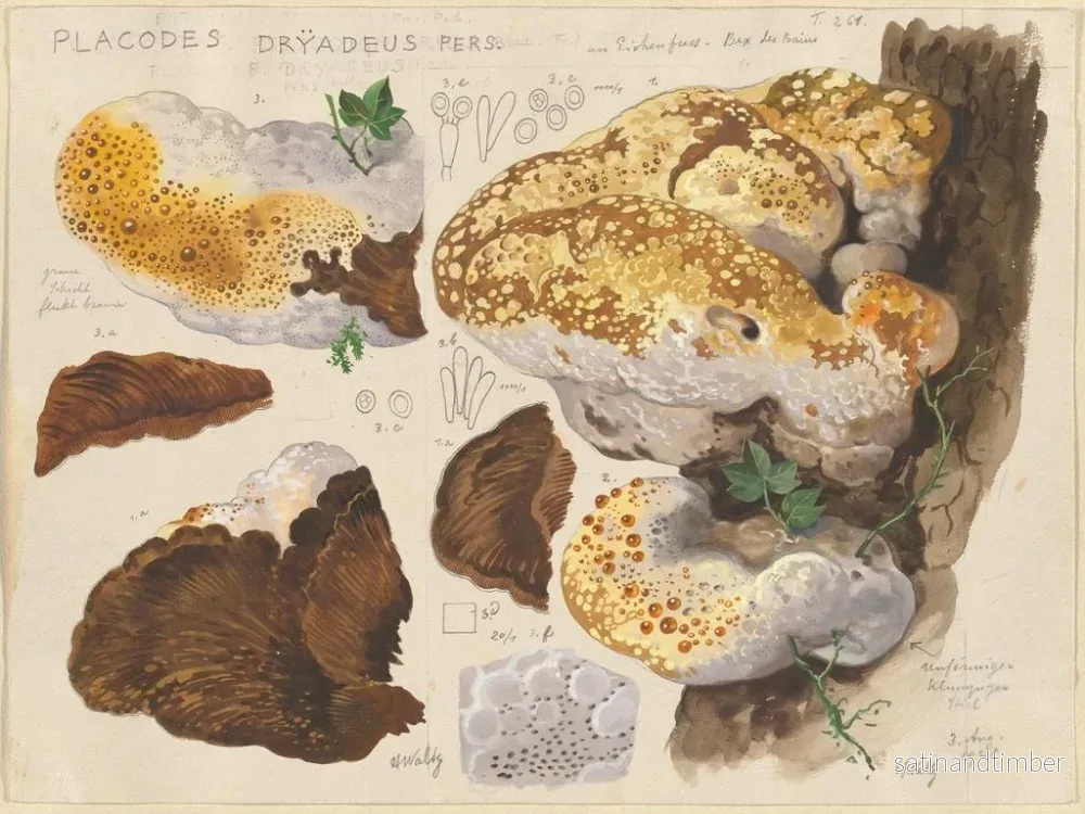 Reproduktion av målningen Placodes dryadeus pers - Hans Baldung - Bild 2