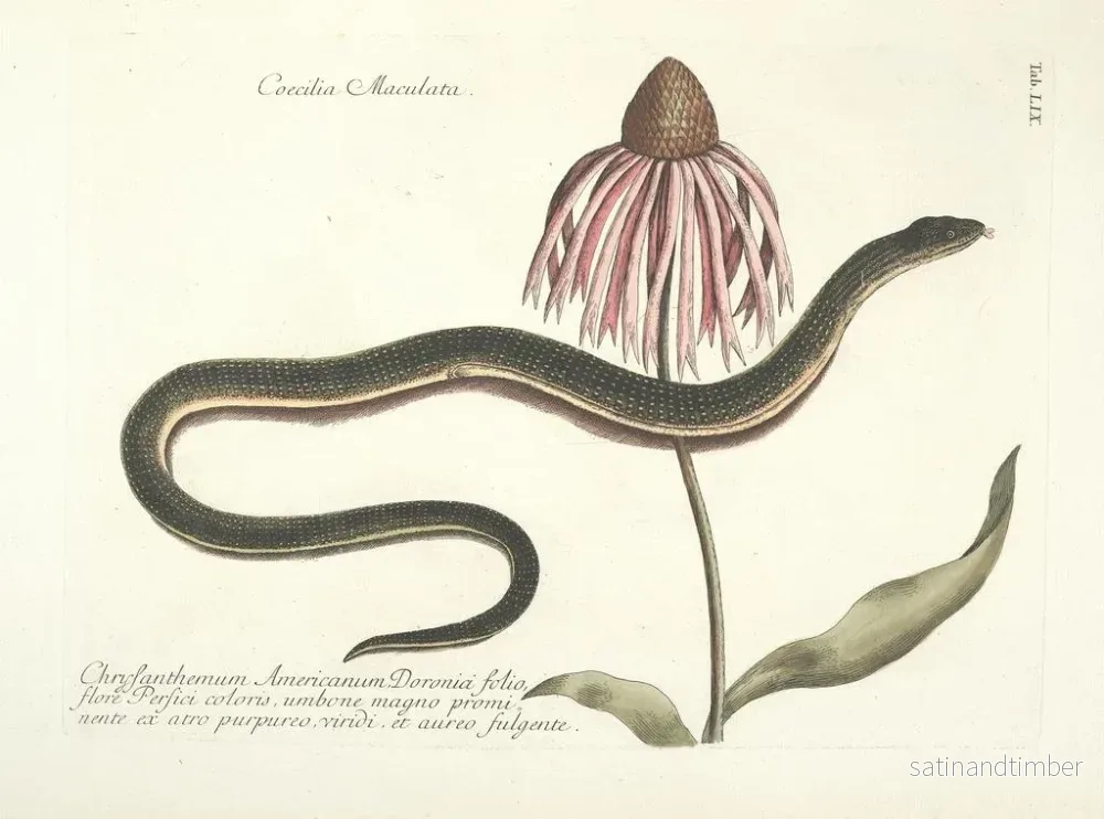 Reproduktion av målningen Bilder av fiskar, ormar, insekter och andra djur samt vissa växter Pl059 - Mark Catesby - Bild 2