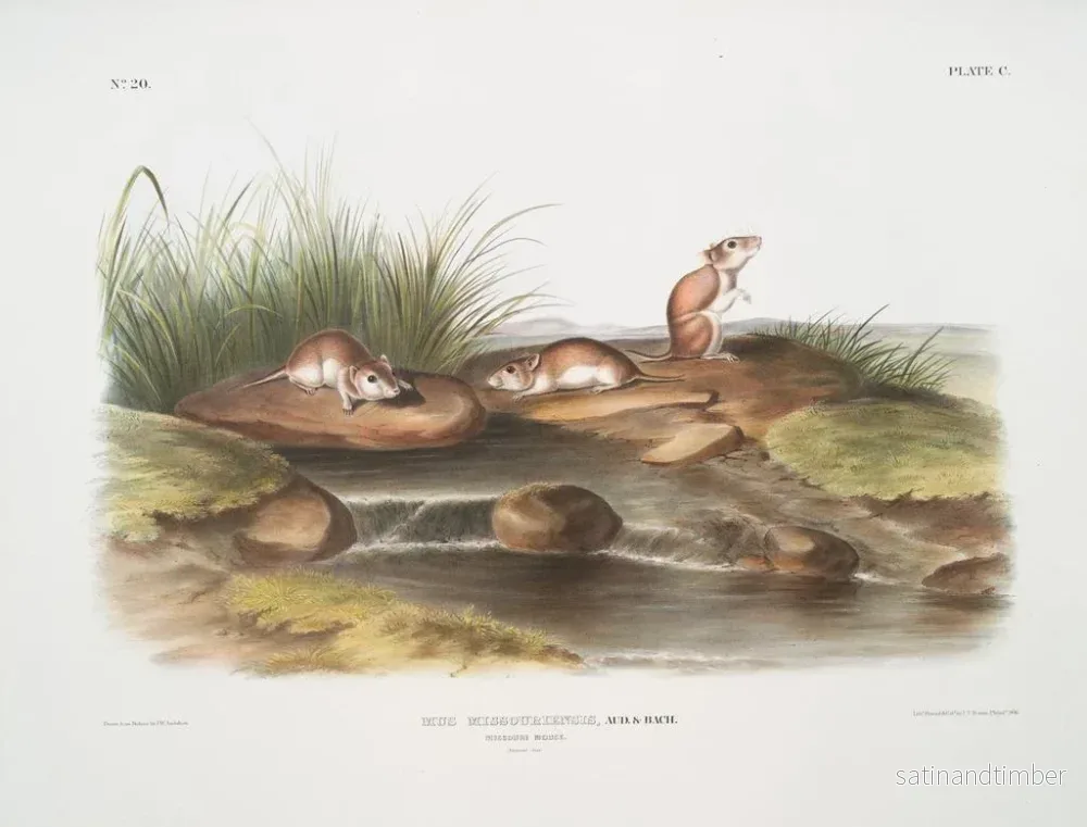 Reproduktion av målningen av Missouri-gnagaren i naturlig storlek - John Woodhouse Audubon - Bild 2