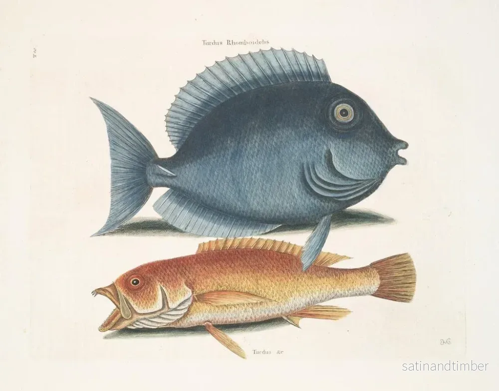 Reproduktion av målningen av den rhomboidale koltrasten och den gula fisken - Mark Catesby - Bild 2