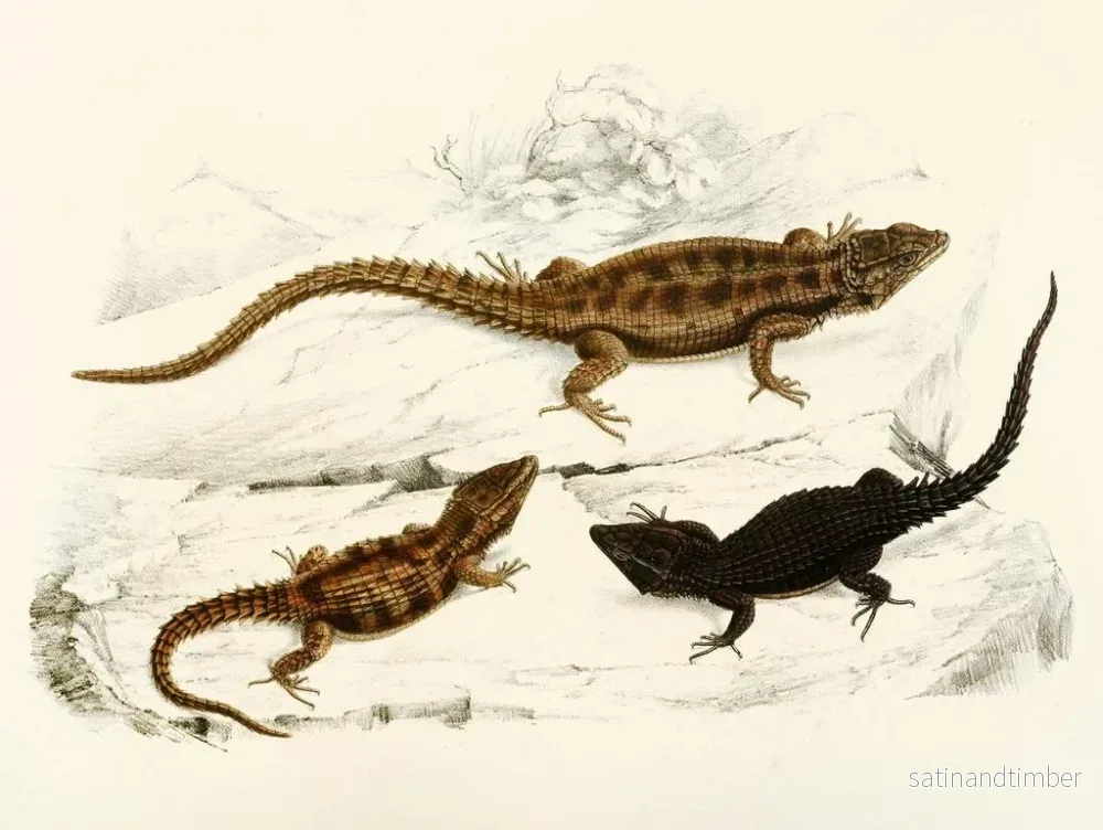 Reproduktion av målningen Cordylus polyzonus Cordylus griseus var. - Sir Andrew Smith - Bild 2