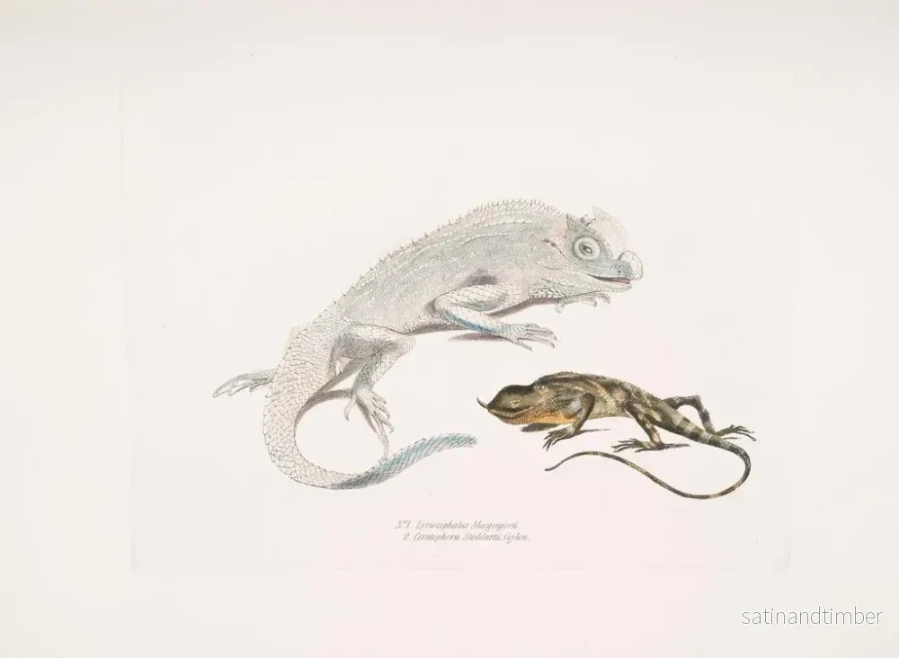 Reproduktion av målningen Lézard à tête de lyre de Macgregor, Lézard licorne de Stoddart, Ceylan - John Edward Gray - Bild 2