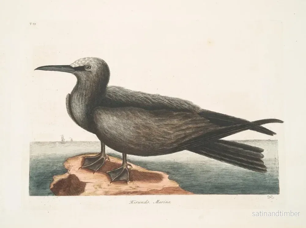Reproduktion av målningen Hirondelle de mer, le Noddy - Mark Catesby - Bild 2